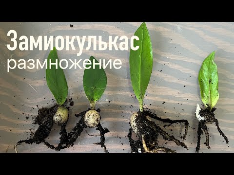 №90. Замиокулькас. Размножение. Один лист - несколько растений.  Процесс, результат, сравнение.