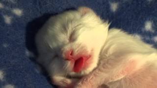 Cute White Maine Coon kitten sleeping and dreaming about drinking milk (3 days old) by José entrena 1,944 views 8 years ago 2 minutes, 40 seconds