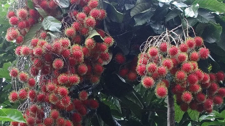 紅毛丹的一生｜現代農業種植和收穫毛荔枝 - 天天要聞