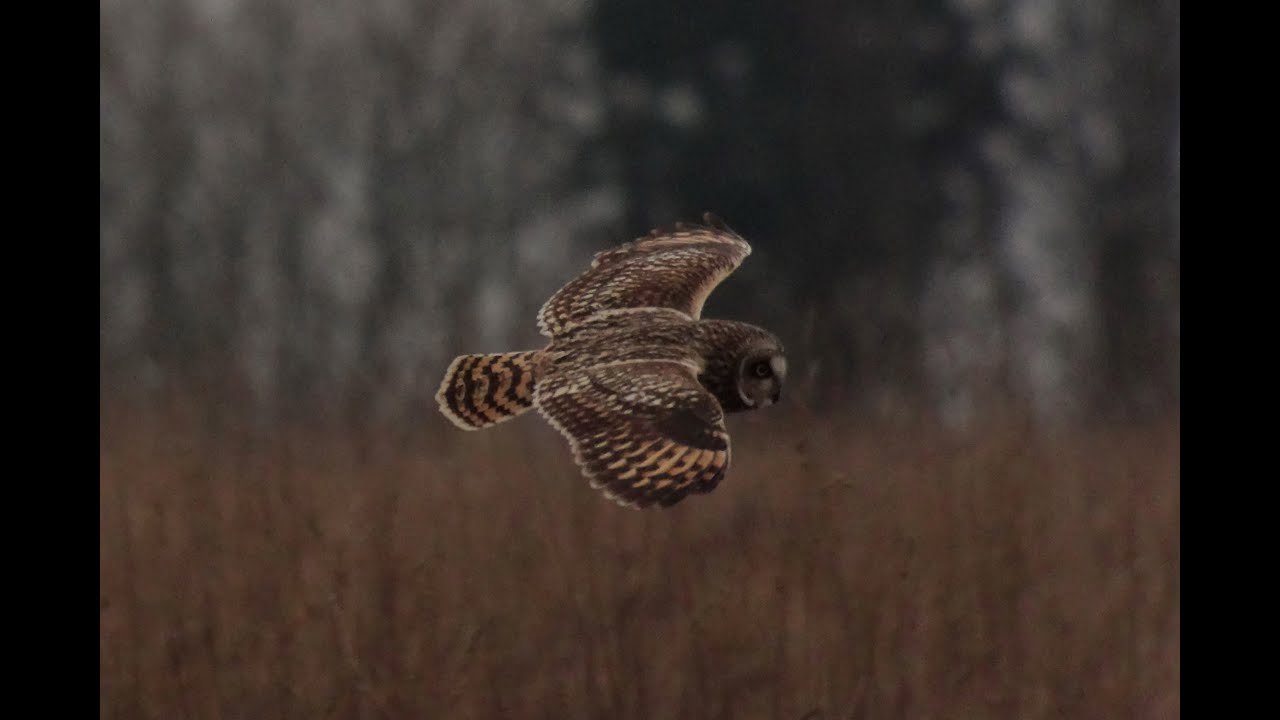 photography en español Short-Eared Owl