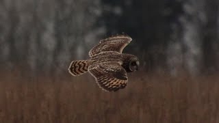 Short-Eared Owl