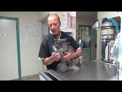 Video: Hip Dysplasia Sa Cats