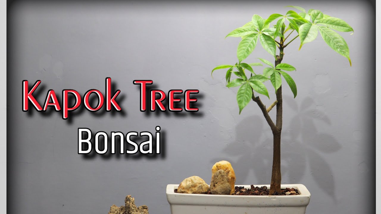 Miniaturizing Nature Kapok Tree Bonsai silk cotton tree bonsai