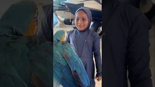 Parrot Maldives Cute Bird & Ocean Vibes