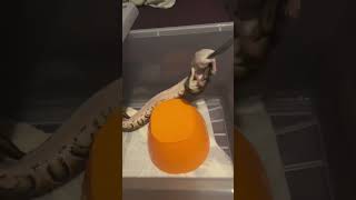 First slow motion feed!