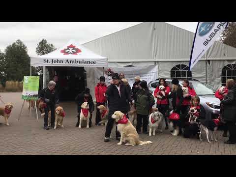 Video: Super Dog izigrava Superbugs u bolnici u Vancouveru