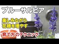 ブルーサルビアの育て方　摘芯というか、切り戻しというか、花穂切りが肝心！