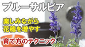 アゲラタムの育て方 花がら摘みと切り戻し 病害虫の予防の仕方 Youtube