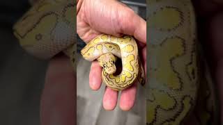 Ball Python Genetics Projects - Pastel SpotNose Leopard Lesser Clown