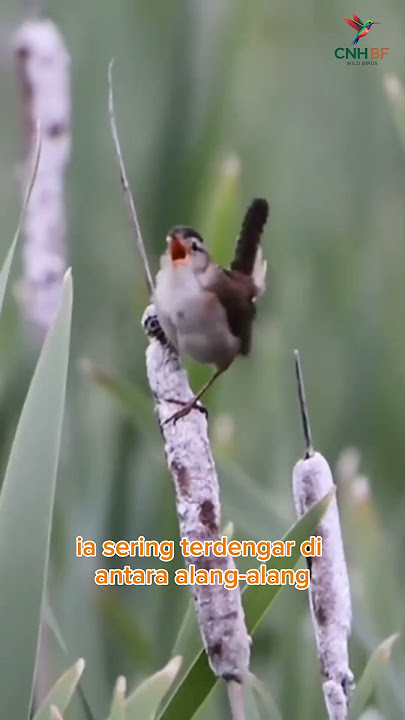 Marsh Wren (Cistothorus palustris) #burung #burungkicaudialamliar #kicaumania