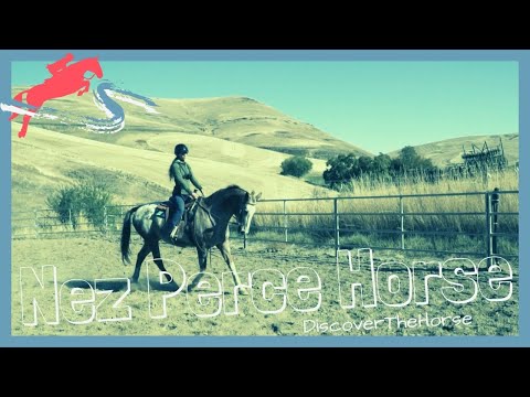 From the Tribe that Bred the Appaloosa: Riding the Nez Perce Horse | DiscoverTheHorse [Episode #30]