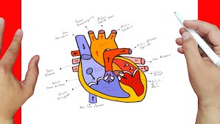 Como dibujar UN CORAZON Y SUS PARTES paso a paso y MUY FACIL - Dibujos para Colorear