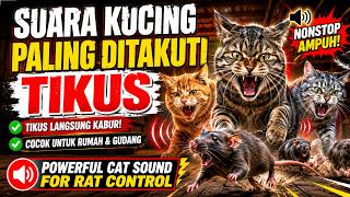 💥 Suara Kucing Paling Ditakuti Tikus | Powerful Cat Sound for Rat Control