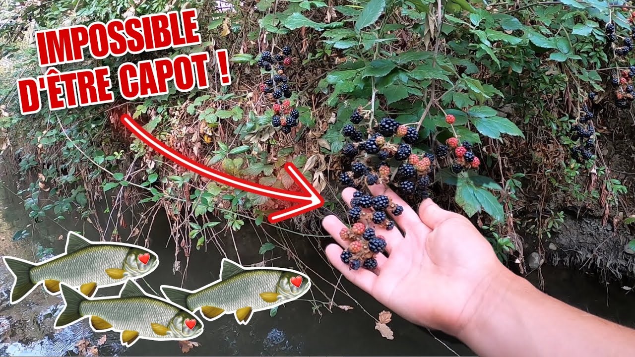 Appât Magic Bait Pour Poisson-chat - Sachet De 10 Onces (ail Et Sang De