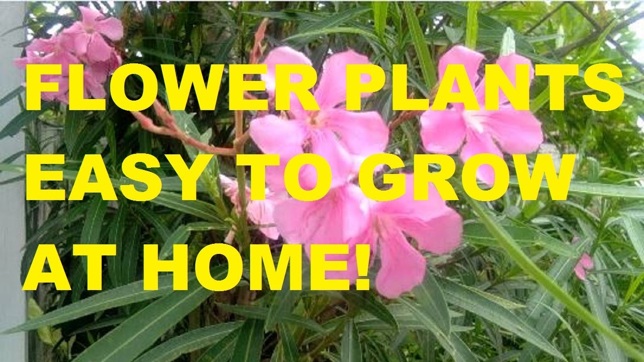 Flower Plant Easy Garden Plants