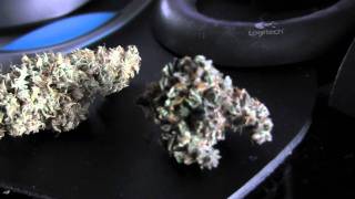 Platinum OG Kush vs Nay's Ultra Jack