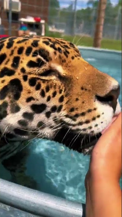 Tank in the tub .Video by Safari Sammie