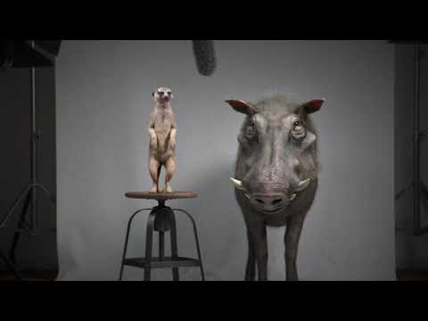 Video: Jsou prasata bradavičnatá a surikaty přátelé?