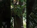 #platycerium Папоротник платицериум оленьи рога в ботаническом саду #plants #shortvideo #shorts