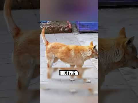 СОБАКА С ЗАБОЛЕВАНИЕМ КОЖИ🥺🙏