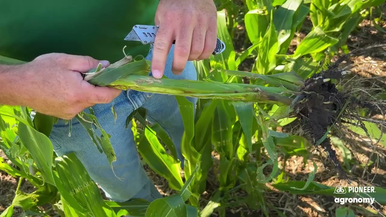 How to Evaluate Corn After Hail Damage | Field Assessment | Pioneer Agronomy