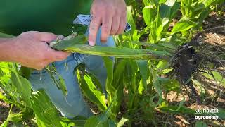 How to Evaluate Corn After Hail Damage | Field Assessment | Pioneer Agronomy