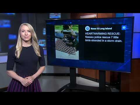 Heartwarming rescue: Nassau