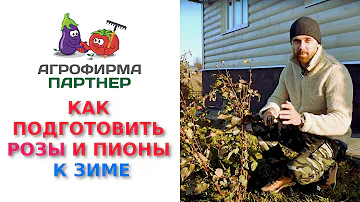 Как легко и просто подготовить розы и пионы к зиме