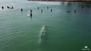 Whale Swims Beneath Group of Surfers Off Southern California Coast