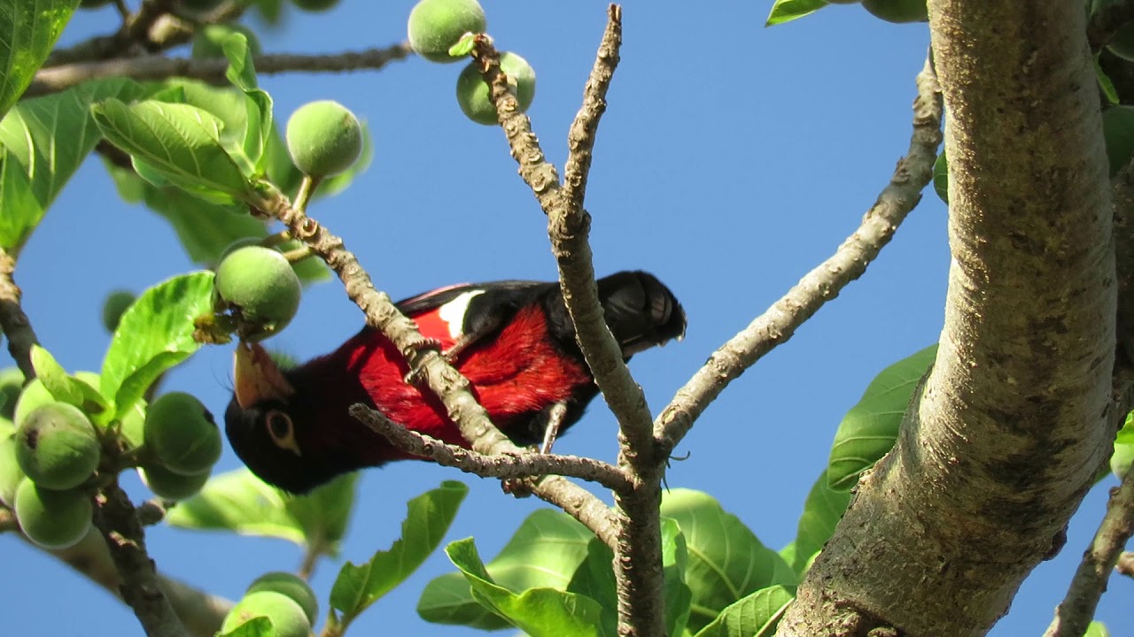 Double toothed Barbet 