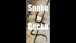 Snake vs Gecko 😳 Real Wildlife Battle Caught on Camera (Unbelievable Ending)