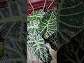 ELEPHANT EAR #ALOCASIA#DAYTIME