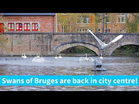 Brugge swans are