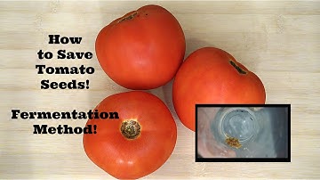 How to Save Tomato Seeds! Fermentation Method!