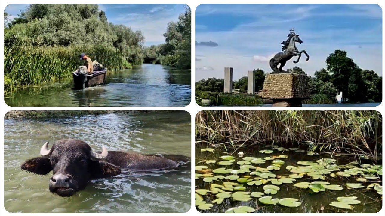ВИЛКОВО. Экскурсия по Дунаю. 3 ЧАСА ВОСТОРГА! Ручные буйволы, дикие лилии...