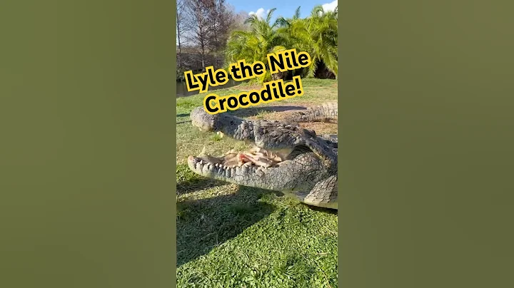 Lyle the Nile Crocodile is a GIANT! #YouTubeshorts #nilecrocodile #shorts
