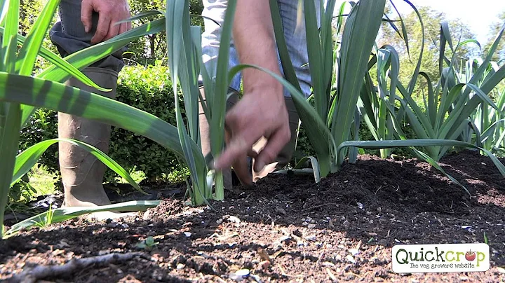 How To Grow Leeks - An Easy To Follow Guide - DayDayNews