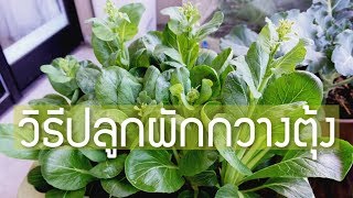 ปลูกผักในกระถาง EP.20 เทคนิคการปลูกกวางตุ้งให้อวบสวย How to Grow Bok Choy in Containers