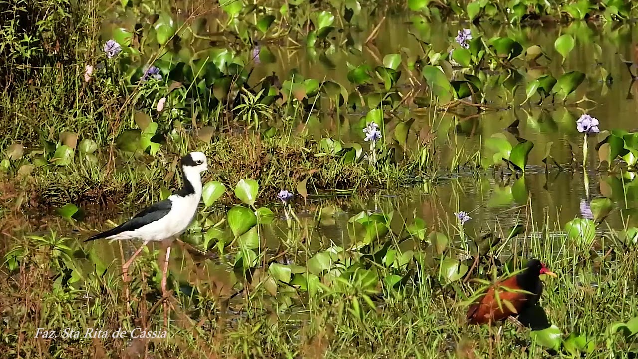 Pernilongo de costas brancas no brejo, Himantopus melanurus, White