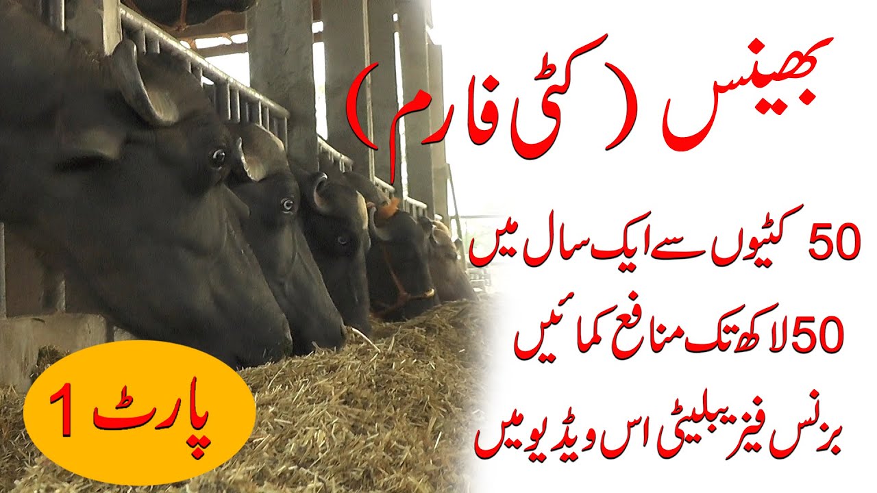 How to to start a dairy dairy farm business in Pakistan| Buffaloes Breeding  Farm| Profitable farming - YouTube