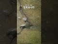 미꾸라지 잡아 먹는 포식자..
