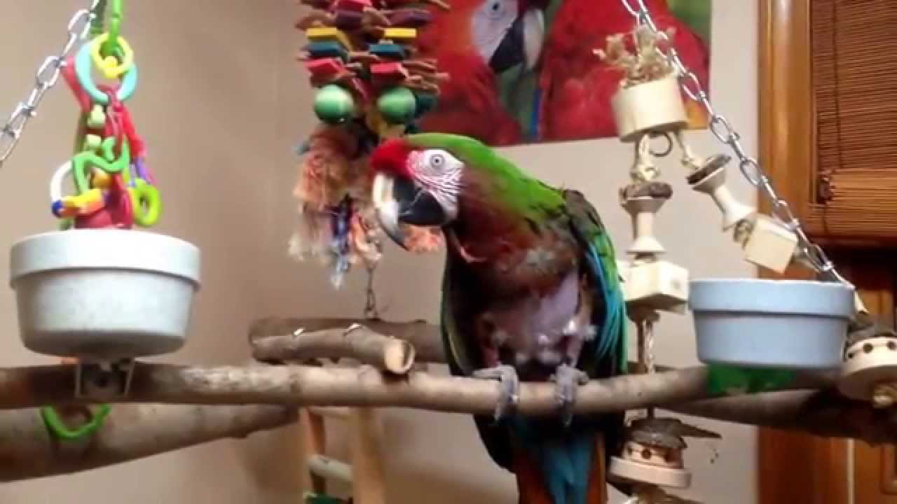 Cage free macaw room progress - YouTube - Humor Vampire Macaw Cage Room