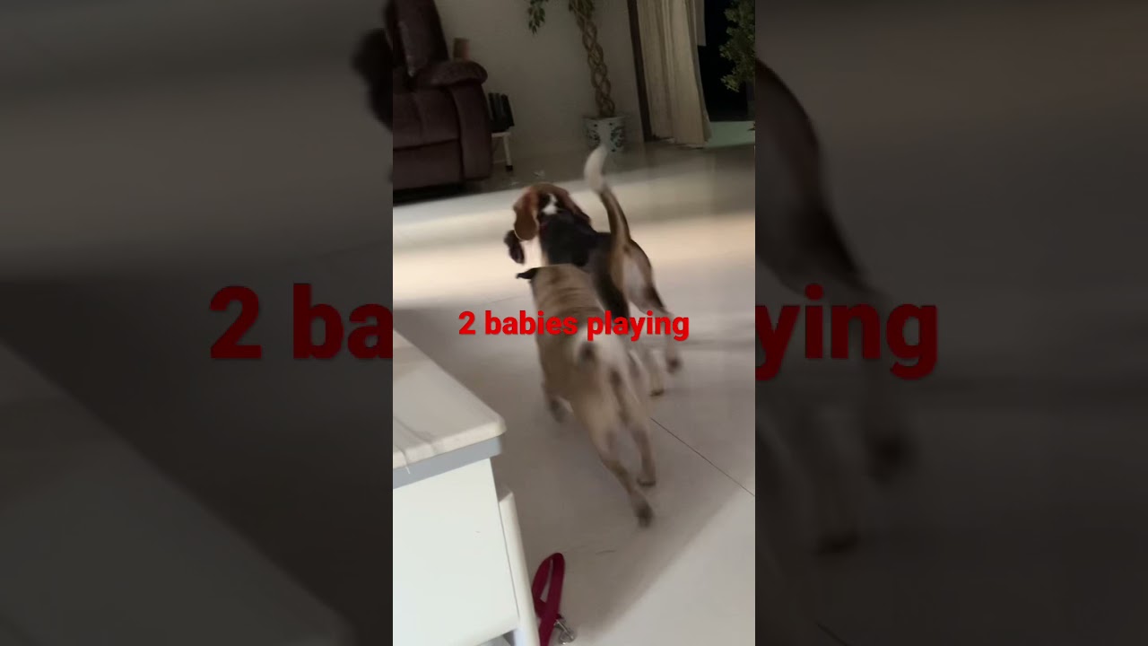 Pug and a Beagle play
