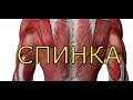 УПРАЖНЕНИЯ ДЛЯ МЫШЦ СПИНЫ