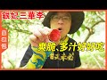 爽脆、多汁、酸甜適中！沒吃過錢排的銀妃三華李，這個夏天簡直白過了！【品城記】