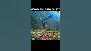 Golden eagle vs Fox attack #trending #eagle #fox #animals #viralshorts #wildlife #shortvideo #viral
