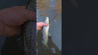 Britain's prettiest species of freshwater fish? #fishing #riverfishing #browntrout #chalkstream