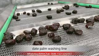 2023 date palm fire sterilization and bubble washing and sorting production line date palm cleaning