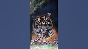 #اللهم_صل_وسلم_على_نبينا_محمد #اكسبلور #احترم القرآن الكريم ##