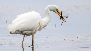 Большие белые цапли охотятся на земноводных. Egretta alba. Птицы Беларуси.